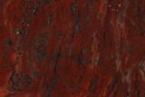 Polished Stromatolite (Collenia) - Minnesota #136919-1